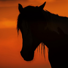 Load image into Gallery viewer, Assateague Nature Photography Fall 2025 Workshop