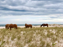 Load image into Gallery viewer, Plein Air Painting the Assateague Back Country, with special Photography Sessions - DAY 2 - 10/18/25