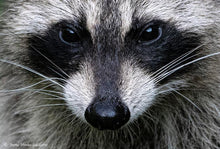 Load image into Gallery viewer, Assateague Nature Photography Fall 2025 Workshop