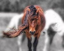 Load image into Gallery viewer, N2BHP “Sham”