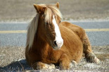 Load image into Gallery viewer, M6IMQ “Apollo”