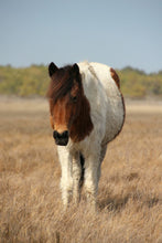 Load image into Gallery viewer, T6CHU "April"