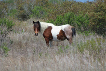 Load image into Gallery viewer, T5AFP “AR Arianna”