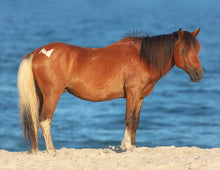 Load image into Gallery viewer, N6BMT-I "Assateague Lightning"