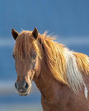 Load image into Gallery viewer, N10T-JO "Assateague's Phoenix"