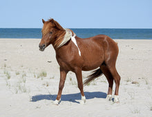 Load image into Gallery viewer, N10T-JO "Assateague's Phoenix"