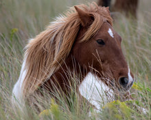 Load image into Gallery viewer, N10R "B.J."