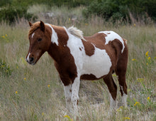 Load image into Gallery viewer, N10R "B.J."