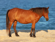 Load image into Gallery viewer, N6EMSZ "Bella-Boo"