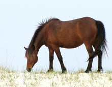 Load image into Gallery viewer, N6EMSZ "Bella-Boo"