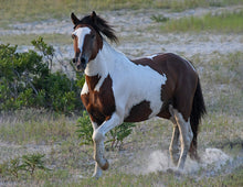 Load image into Gallery viewer, N9BM-JQ "Billy Bob"