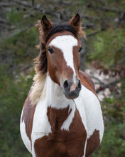Load image into Gallery viewer, N9BM-JQ "Billy Bob"