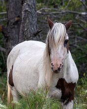 Load image into Gallery viewer, M6MSY "Bodacious Bob"