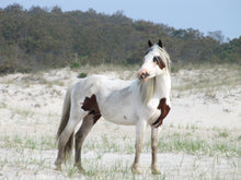 Load image into Gallery viewer, M6MSY "Bodacious Bob"