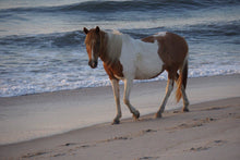 Load image into Gallery viewer, N9BFQ “Braidwood”