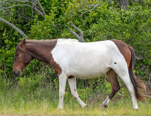 Load image into Gallery viewer, N2BHS-MR "Seases Bay Breeze"
