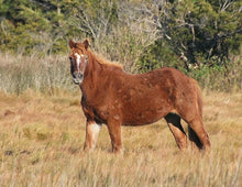 Load image into Gallery viewer, M2EIQ "Christina Key"