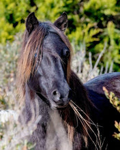 Load image into Gallery viewer, N9BNZ "Charcoal"