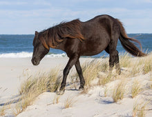 Load image into Gallery viewer, N9BNZ "Charcoal"