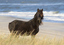 Load image into Gallery viewer, N9BNZ "Charcoal"