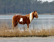 Load image into Gallery viewer, M6MS-G "Chestnut"