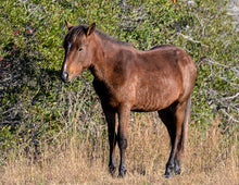Load image into Gallery viewer, N2BHS-MT "Chief"