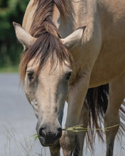 Load image into Gallery viewer, T3DHT "Coco"