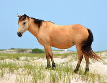 Load image into Gallery viewer, T3DHT "Coco"