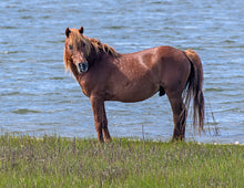 Load image into Gallery viewer, X15NY "Corky"