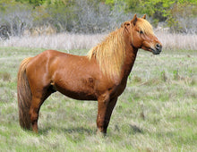 Load image into Gallery viewer, X15NY "Corky"