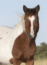 Load image into Gallery viewer, N10O-J "Dewey"
