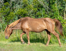 Load image into Gallery viewer, N9BFNSZ "Fonzi"