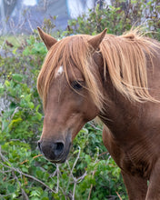 Load image into Gallery viewer, N9BFNSZ "Fonzi"