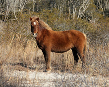 Load image into Gallery viewer, M2EINS "Freedom"