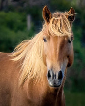 Load image into Gallery viewer, N9BM-J "Giggles"