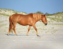 Load image into Gallery viewer, N9BM-J "Giggles"