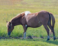 Load image into Gallery viewer, N2BHS-JQ "Josie Rue"