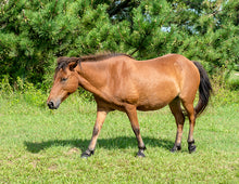 Load image into Gallery viewer, N6BIRUY "Lauren's Laughter"