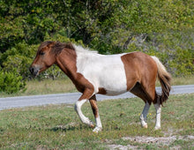 Load image into Gallery viewer, N2BHS-AP "Linda Rae's Autumn Glory"