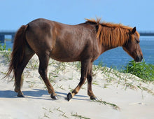 Load image into Gallery viewer, M17GMV "Little Paka"