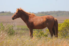 Load image into Gallery viewer, M17GMV "Little Paka"