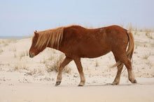 Load image into Gallery viewer, M6IX "Silver Spurs Island Mist"