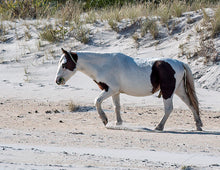 Load image into Gallery viewer, M6MSY "Bodacious Bob"