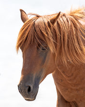 Load image into Gallery viewer, N9BFQ-GL "Mr. Frisky Hooves"