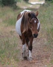 Load image into Gallery viewer, N6EM “Maggie”