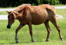 Load image into Gallery viewer, N2BHS-AIO "Mieke's Noe'lani"
