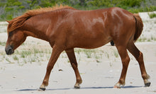 Load image into Gallery viewer, N9BFQ-GL "Mr. Frisky Hooves"