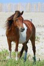 Load image into Gallery viewer, N2BHS-AL "Ms Macky"