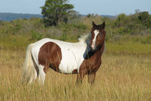 Load image into Gallery viewer, N10O-J "Dewey"