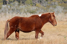 Load image into Gallery viewer, N10T-JO "Assateague's Phoenix"